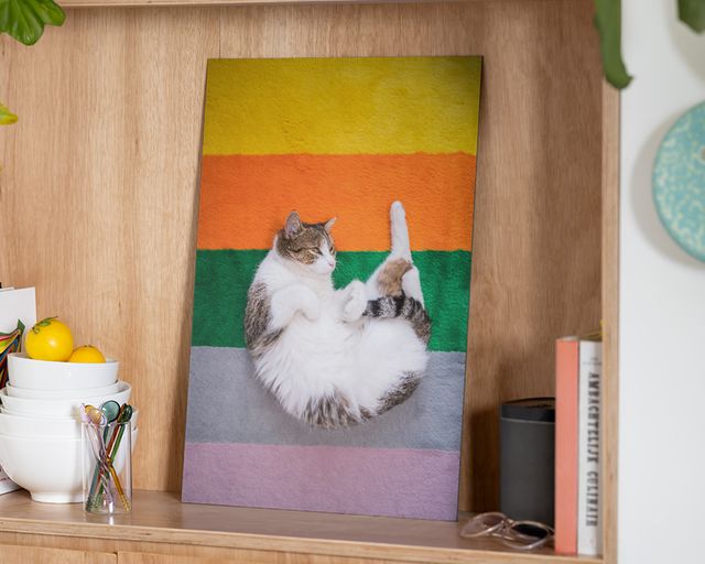 Aluminium print of a cat on a rainbow striped mat.